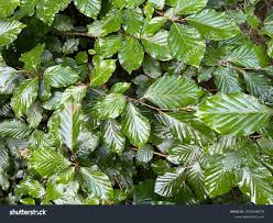 Attēlu rezultāti vaicājumam “Fagus sylvatica leaf”