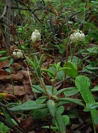 Attēlu rezultāti vaicājumam “Pyrolaceae”