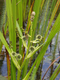 Attēlu rezultāti vaicājumam “Sparganium erectum aggr. leaf”
