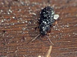 Attēlu rezultāti vaicājumam “Tachyta nana”