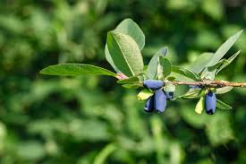 Attēlu rezultāti vaicājumam “Lonicera caerulea var. pallasii leaf”