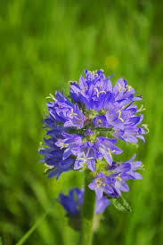 Attēlu rezultāti vaicājumam “Campanula cervicaria flower”