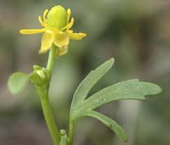 Attēlu rezultāti vaicājumam “Ranunculus sceleratus flower”