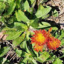 Image result for Hieracium aurantiacum