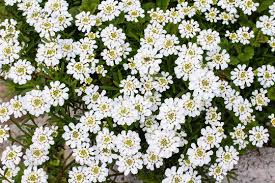 Image result for Schleifenblume