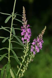 Image result for Linaria purpurea