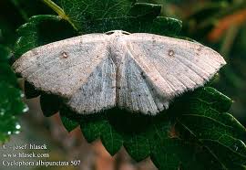 Attēlu rezultāti vaicājumam “Cyclophora albipunctata”