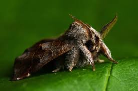 Attēlu rezultāti vaicājumam “Clostera pigra”