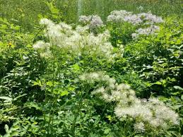 Attēlu rezultāti vaicājumam “Thalictrum aquilegifolium leaf”