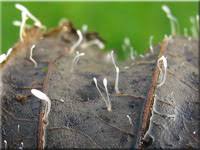 Attēlu rezultāti vaicājumam “Typhula setipes”