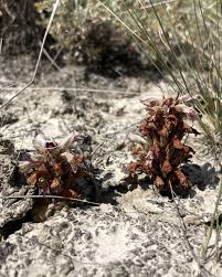 Attēlu rezultāti vaicājumam “Orobanchaceae”
