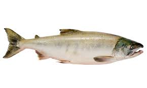 Image result for Oncorhynchus keta