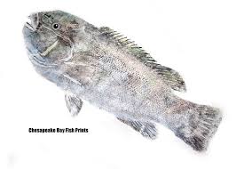 Image result for Tautoga onitis