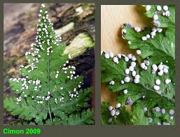 Attēlu rezultāti vaicājumam “Diderma effusum”