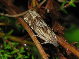 Attēlu rezultāti vaicājumam “Eucosma aspidiscana”