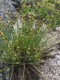 Attēlu rezultāti vaicājumam “Trichophorum cespitosum fruit”