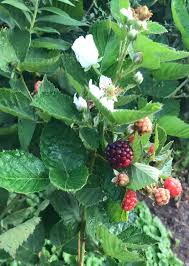 Attēlu rezultāti vaicājumam “Rubus saxatilis fruit”
