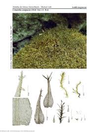 Attēlu rezultāti vaicājumam “Conardia compacta”