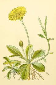 Image result for Hieracium pilosella