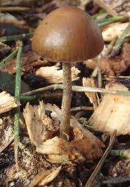 Attēlu rezultāti vaicājumam “Psilocybe sp.”