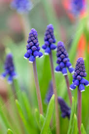 Attēlu rezultāti vaicājumam “Muscari neglectum”