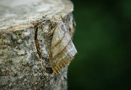 Attēlu rezultāti vaicājumam “Falcaria lacertinaria”