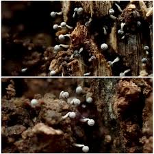 Attēlu rezultāti vaicājumam “Physarum bivalve”