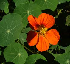 Image result for Tropaeolum minus