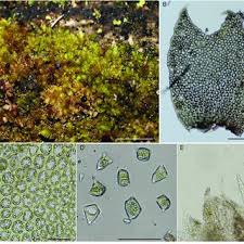 Attēlu rezultāti vaicājumam “Scapania apiculata”