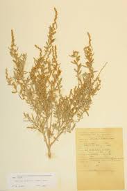 Attēlu rezultāti vaicājumam “Chenopodiaceae”