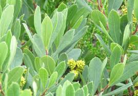 Attēlu rezultāti vaicājumam “Rhynchospora alba fruit”
