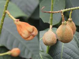 Attēlu rezultāti vaicājumam “Aesculus x hybrida fruit”