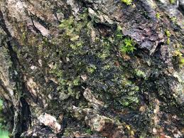 Attēlu rezultāti vaicājumam “Radula complanata”