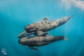 Image result for Globicephala melas