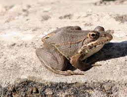 Attēlu rezultāti vaicājumam “Pelophylax”