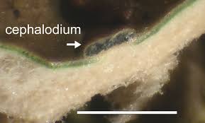 Attēlu rezultāti vaicājumam “Peltigera leucophlebia”