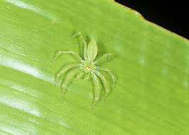 Attēlu rezultāti vaicājumam “Salticidae”