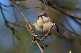 Attēlu rezultāti vaicājumam “Sylvia curruca adult”