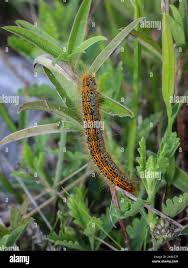 Attēlu rezultāti vaicājumam “Malacosoma castrensis”