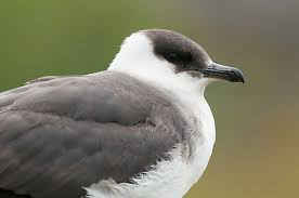 Attēlu rezultāti vaicājumam “Leocarpus fragilis young”