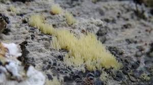 Attēlu rezultāti vaicājumam “Mucronella calva”