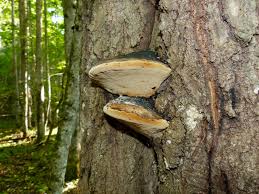 Attēlu rezultāti vaicājumam “Phellinus populicola”