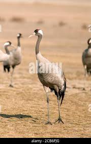 Attēlu rezultāti vaicājumam “Grus grus adult”