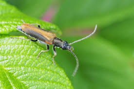 Attēlu rezultāti vaicājumam “Anogcodes melanurus”