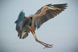 Image result for heron