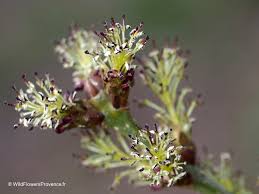 Attēlu rezultāti vaicājumam “Fraxinus excelsior”