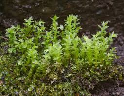 Attēlu rezultāti vaicājumam “Mnium stellare”