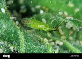 Attēlu rezultāti vaicājumam “Licea pygmaea macro”