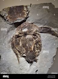 Attēlu rezultāti vaicājumam “Placodermi”