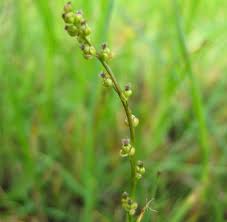 Attēlu rezultāti vaicājumam “Triglochin palustre fruit”